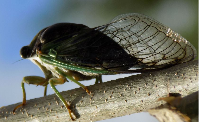 cicada dandelion