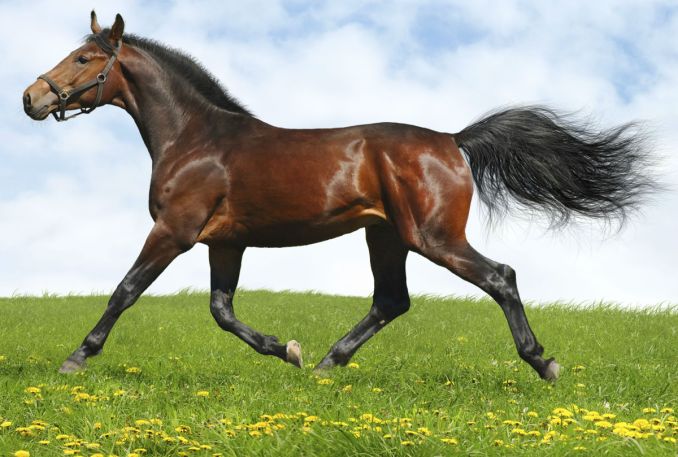 British Warmblood Horse Profile: Traits, Groom, Care, Health