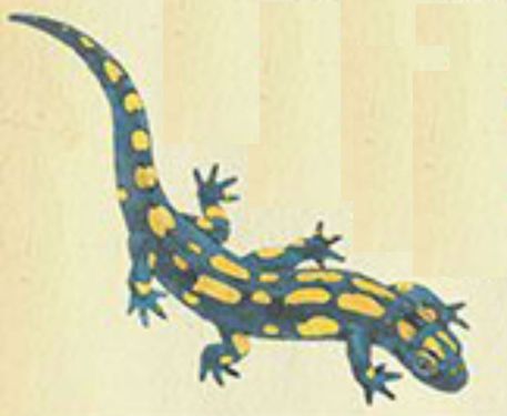 Salamander Featured