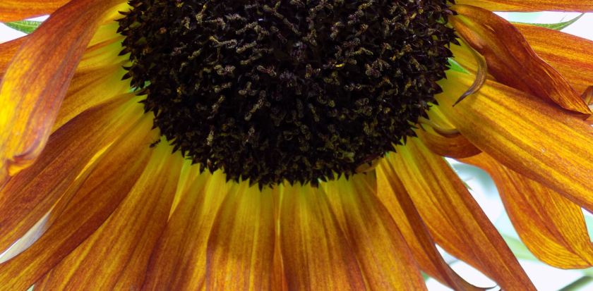 sunflower featured