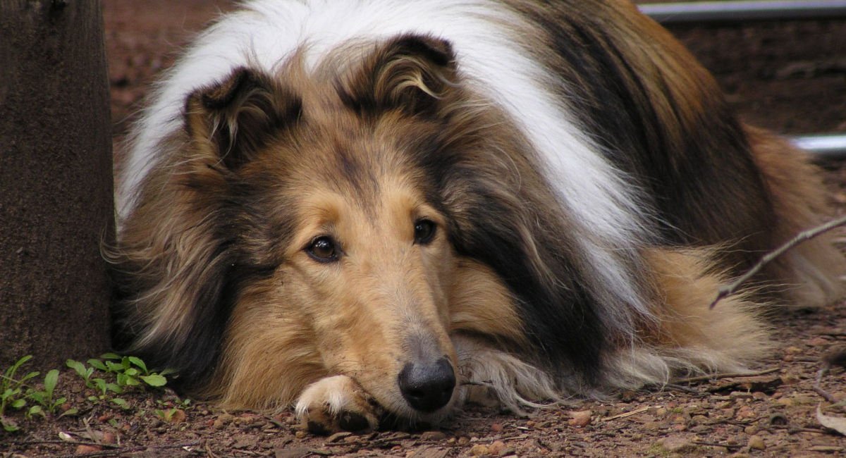 Book Review: Lassie Come-Home
